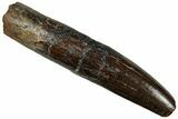Fossil Sauropod Dinosaur (Titanosaur) Tooth - Morocco #297379-1